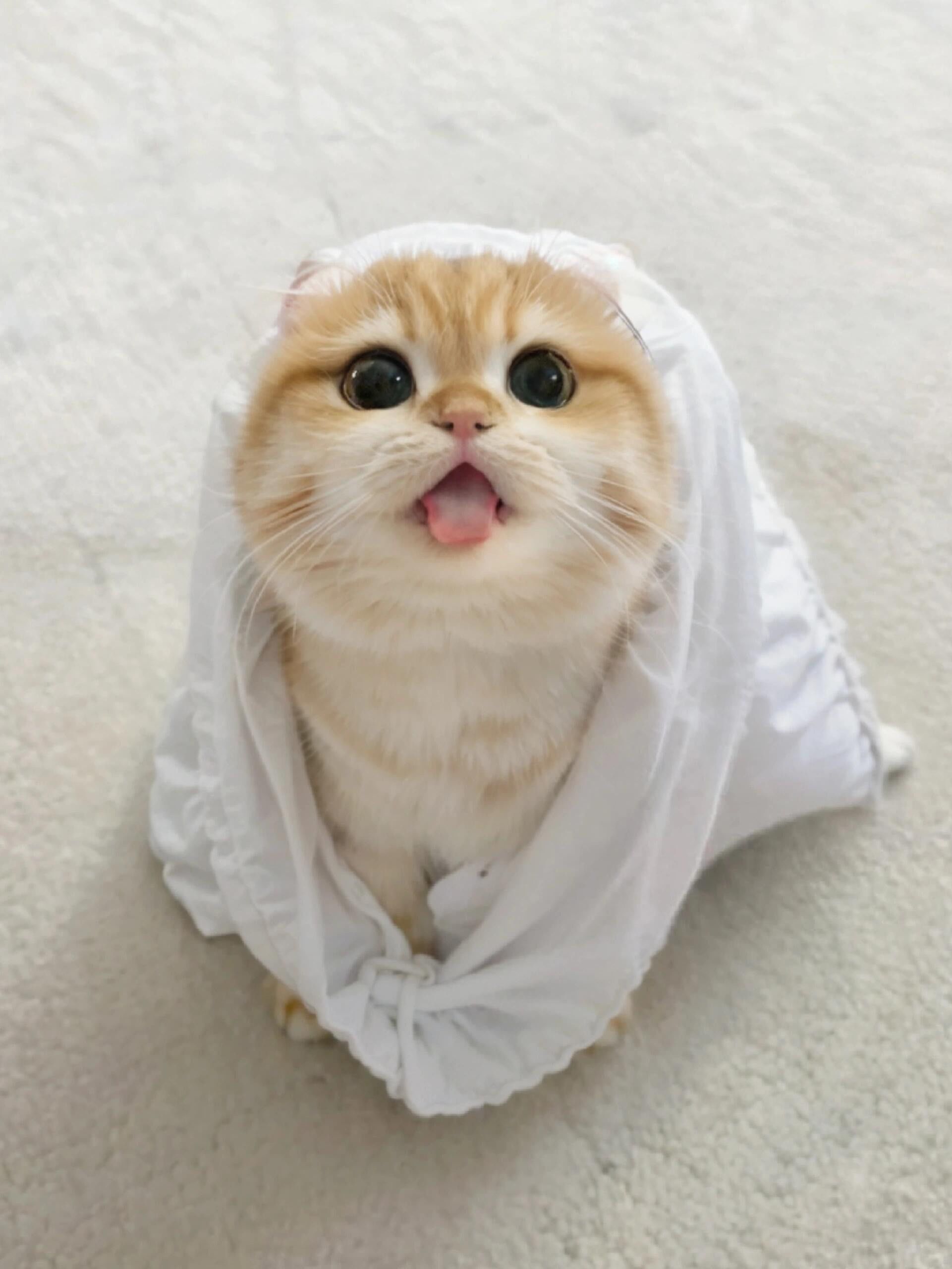 刚洗完澡🛀吐舌头的小猫咪