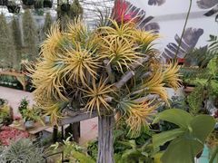 -三圣花乡旅游区