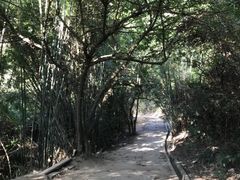 -羚羊峡古栈道森林公园