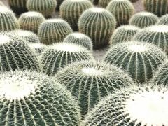 -南山植物园