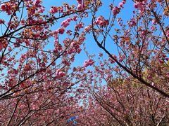 -高东镇樱花园