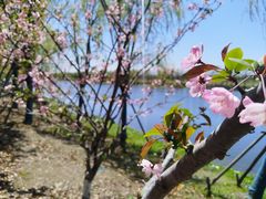 -春花秋色城市公园