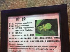-上海大自然野生昆虫馆(东方明珠·爬宠昆虫探索中心)
