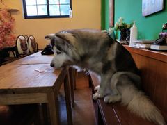 -李小姐の猫咖啡馆(五角场店)
