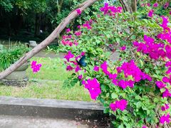 -海口火山口国家地质公园