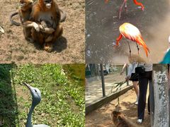 -西霞口神雕山野生动物世界