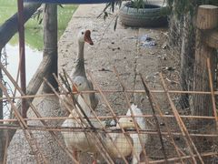 -盛世牡丹苑生态文化旅游区
