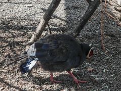 -青藏高原野生动物园