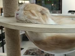 -喵园·猫主题咖啡厅·撸猫·猫咖(国贸店)