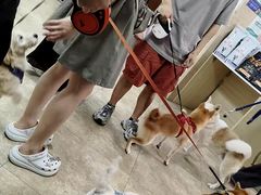 -美联众合动物医院·24h转诊中心