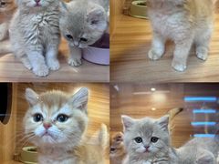 -猫十亿·布偶金渐层·曼基康矮脚猫舍(青年路店)
