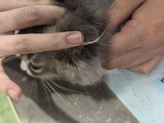 -四月宠物医院·猫专科·心脏专科·内科(转塘店)