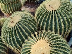 -北京植物园-展览温室