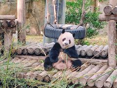 -上海野生动物园