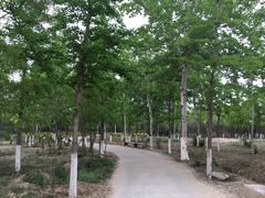 -绿堤公园