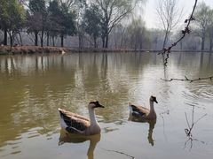 -西安浐灞国家湿地公园