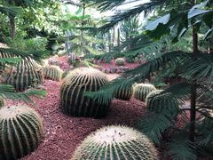-呀路古热带植物园