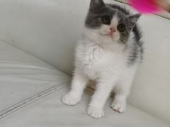 -lincat·猫舍(广州店)