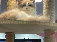 -喵园·猫主题咖啡厅·撸猫·猫咖(国贸店)