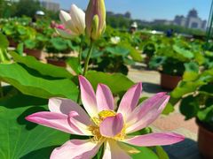 -莲花池公园