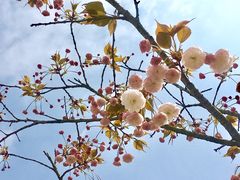 -绵阳盛世樱花悠乐谷