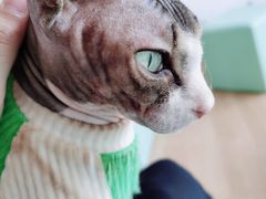 -猫在这儿猫咪咖啡馆·撸猫馆