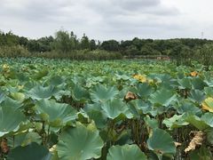 -昆山城市生态森林公园