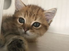 -东方名猫馆·英短金渐层布偶猫舍(环线广场1号楼店)