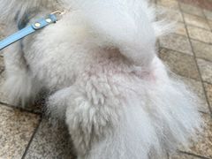 -帕帕拉兹宠物(亚洲旗舰店)