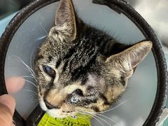 -爱侣宠医·鹦鹉专科·小型哺乳类·异宠专科(灵石路店)