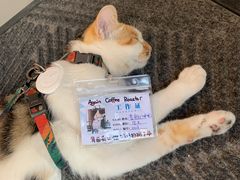 -Again Coffee Roaster(香蜜湖店)