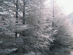 -东白山