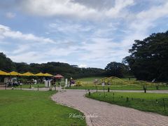 -济州森林小火车生态公园