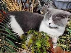-共舞时光猫咖·狗咖(新街口店)