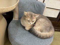 -逗柴咖啡屋·狗咖猫咖宠物桌游