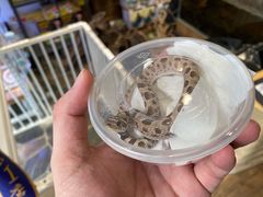 -酷以爬仙阁实体爬宠店·守宫·蜥蜴·专业繁育