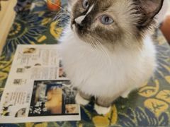 -平行世界·猫咖(首经贸店)