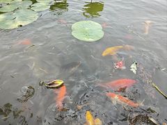 -济南大明湖景区