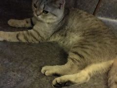 -猫色咖啡·猫咖