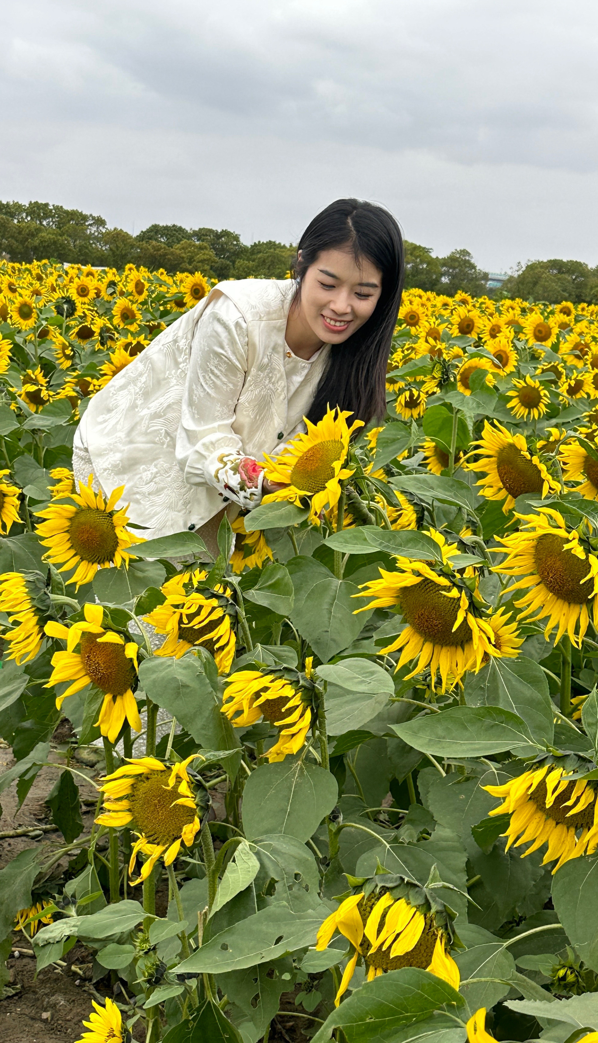 �向日葵花海