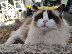 -喵屿·大理花园猫咖