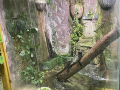 -上海大自然野生昆虫馆(东方明珠·爬宠昆虫探索中心)