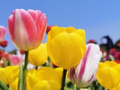-厦门园林博览苑
