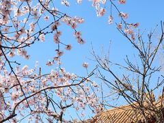 -桃花堤公园