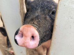 -新疆烧烤王(广灵店)