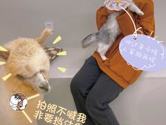 -怪兽屋·羊驼·猫咖·狗咖(俊华广场店)