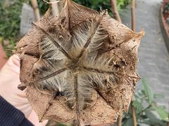 -广州神农草堂中医药博物馆