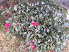 -苏州香山国际大酒店