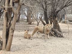 -北京野生动物园