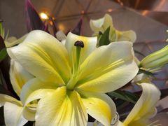 -THE WOODS 简餐 (国贸商城店)